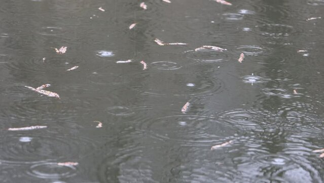 regenwetter und Regetropfen auf dem Wasser eines Fischteichs im Schilf 