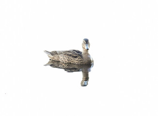 female duck, mallard (Anas platyrhynchos) with reflection as a minimalist shot with a white...