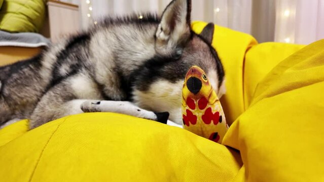 Husky dog lies on a yellow surface, cuddling with two plush fish toys. The image exudes warmth and comfort. Concept: A cozy moment of a pet enjoying its toys indoors