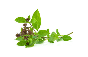 Leaf Sweet Basil isolated on white background