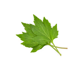 White mugwort plant (Artemisia lactiflora) on white background