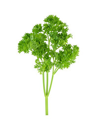 Curly Parsley Isolated on White Background