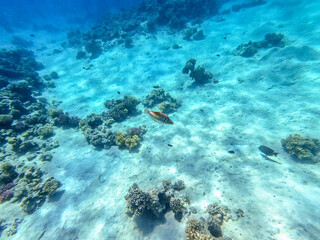 Rhinecanthus assasi fish or Picasso trigger fish on his coral reef in the Red Sea, Egypt..