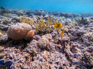 Sulphur damsel (Pomacentrus sulfureus) at the Red Sea coral reef..
