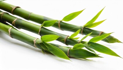 branches of bamboo isolated
