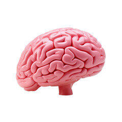 A pink brain with a pink stem