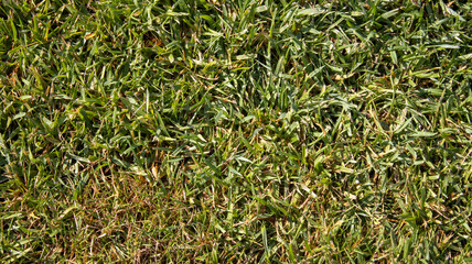 green grass background