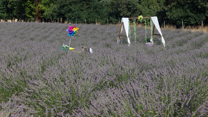 field of lavender