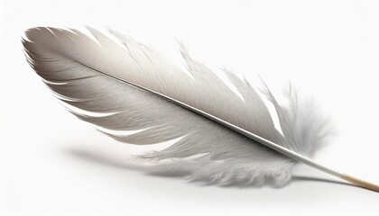 swan feather