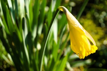 Knospe von gelber Narzisse in Garten bei Sonne am Morgen im Frühling