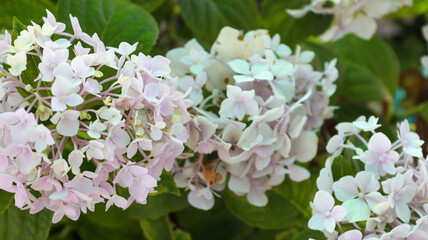 white lilac flowers