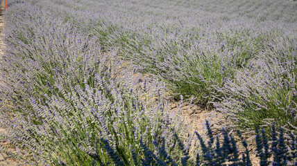 field of lavender