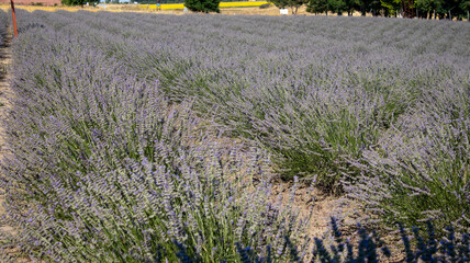 field of lavender