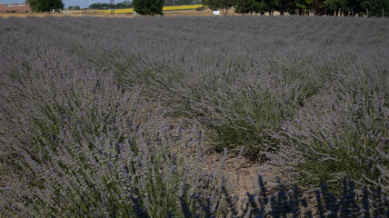 field of lavender