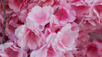 Kissenbezug pink hydrangea flowers © YusufHakan