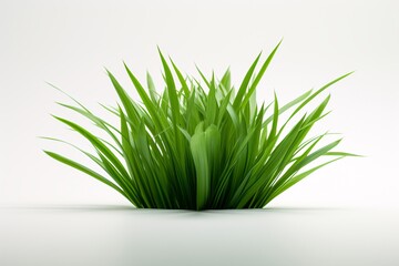 a green plant with long leaves