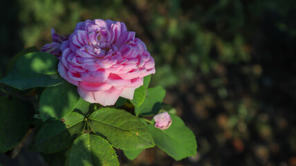 pink rose in garden