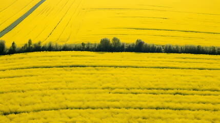 Panoramic view of blooming rapeseed fields surrounded by rolling hills