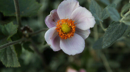 flowers in the garden