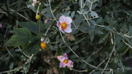 flowers in the garden