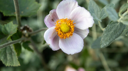 flowers in the garden