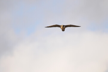 Peregrine Falcon flying across sky straight at the camera