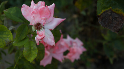 pink rose in garden