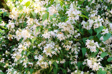 Obraz premium Jasmine bush s blooming in arboretum. Landscaping and decoration in springtime season. Gentle flowers is growing in city.