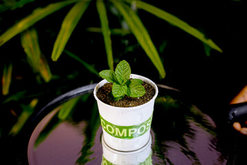 recycle compost soil with small plant