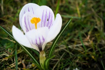 Weiße Krokusblume mit lila Streifen auf Wiese im Garten am Morgen im Frühling