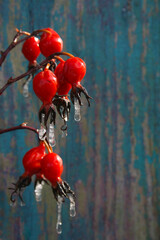 beautiful rosehip branch after freezing rain on a blue background - 751401876