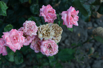 pink roses in a garden