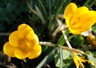 Gelbe Winterlinge in Garten bei Sonne am Morgen im Fr&uuml;hling