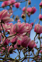 pink magnolia flowers © Olena 