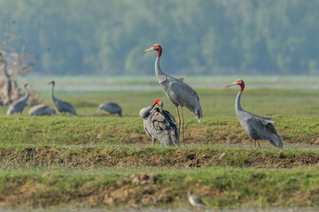Beautiful bird , Sarus crane in the nature.Eastern Sarus Crane (Grus antigone) walking at Huay Jorrakaemak Reservoir Non-Hunting Area, Burirum, Thailand.