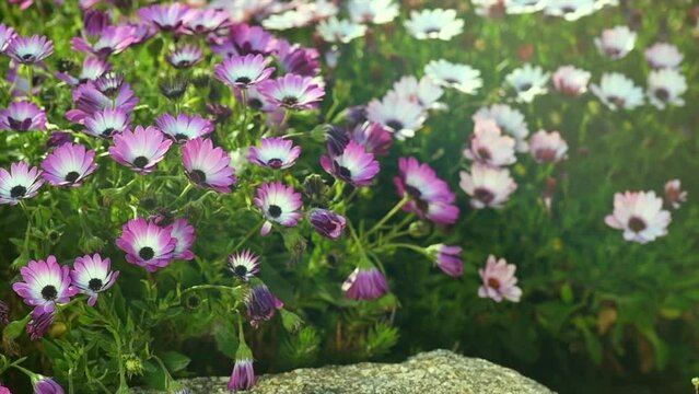 Osteospermum flowers, South African daisy or Cape colorful daisy flower blooming outdoors. Flower bed of beautiful pink and white cape marguerite, Dimorphotheca flowers, landscape design, garden art 