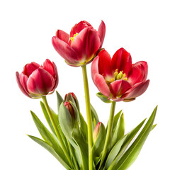 Naklejka premium red tuilps flowers spring isolated on white background, cut out