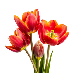 red tuilps flowers spring isolated on white background, cut out