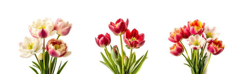 Fototapeta premium bouquet of tulips flowers isolated on white background banner, cut out