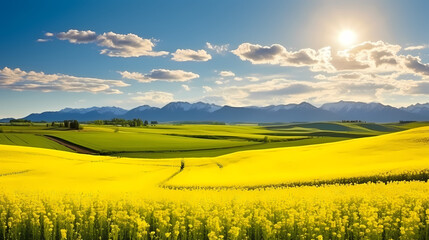 Top view of bright yellow rapeseed flowers field, perfect wallpaper