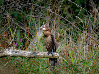 Kormoran