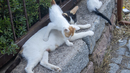 baby goat in the farm