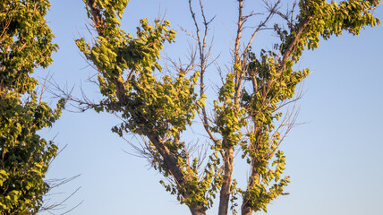 yellow autumn leaves