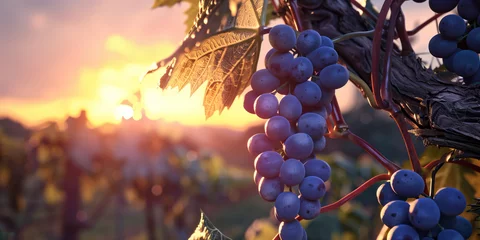 Fotobehang Bunch of ripe blue grapes in the vineyard in the sunset sunlight, distillery © Alina Zavhorodnii