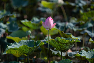Sacred lotus flower bud in the early stage of plant growth.