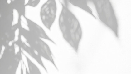 abstract shadow of leaves on a white wall overlay effect for photo mock up product wall art design...