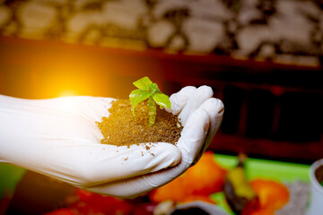 a women handling composting small plant