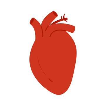 Human heart, main internal organ of cardiovascular system vector illustration
