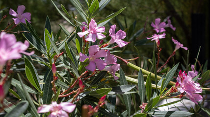 Pink Flowers