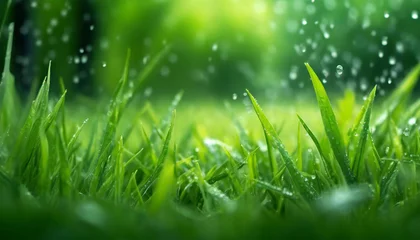 Foto op Plexiglas Fresh and Green: Spring Rain in the Yard © Tatiana
